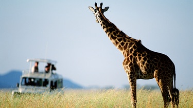 Begegnung mit einer Giraffe bei einer Safari | Bild: colourbox.com