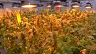Cannabispflanzen | Bild: Bayerischer Rundfunk 2024