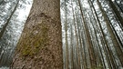 Nahaufnahme eines Baumes im Wald | Bild: Bayerischer Rundfunk 2024