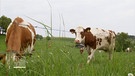 Zwei Kühe | Bild: Bayerischer Rundfunk 2024