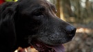 Supernasen -  Spürhunde beim Training | Bild: Bayerischer Rundfunk 2024