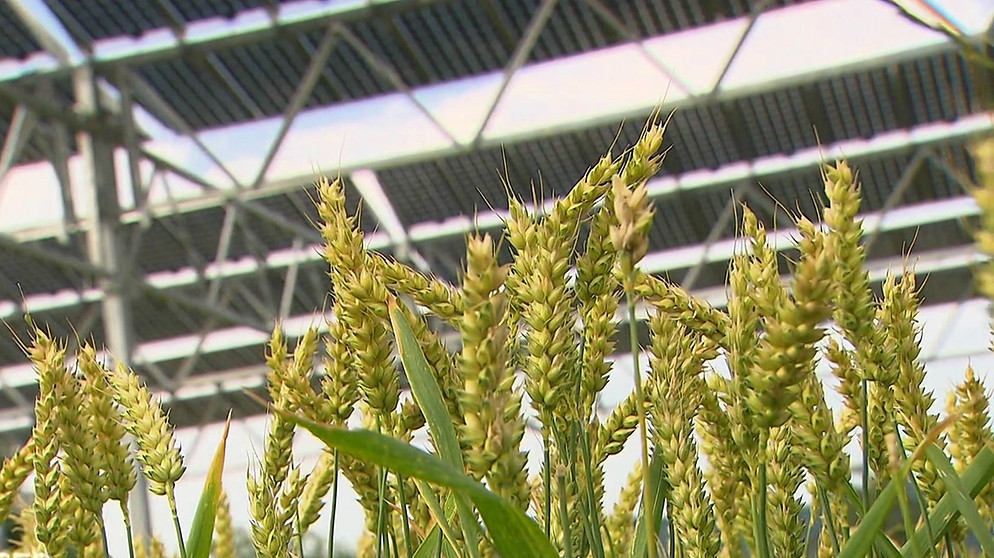 Getreide wächst unter Photovoltaik-Anlage | Bild: Bayerischer Rundfunk