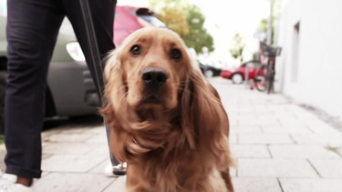 Hund Oskar  | Bild: BR Fernsehen
