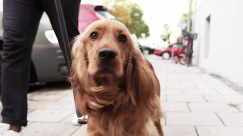 Hund Oskar  | Bild: BR Fernsehen