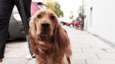 Hund Oskar | Bild: BR Fernsehen