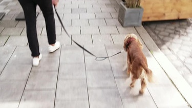 Hund Oskar mit Titel Anbandeln mit Hund | Bild: BR Fernsehen