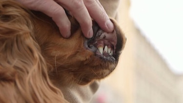 Hund zeigt Zähne | Bild: BR Fernsehen