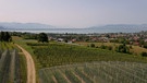 Klimawandel am Bodensee - Wenn Äpfel zum Luxusgut werden | Bild: Bayerischer Rundfunk 2023