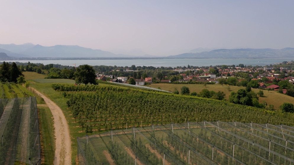 Klimawandel am Bodensee - Wenn Äpfel zum Luxusgut werden | Bild: Bayerischer Rundfunk 2023