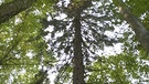 Wald | Bild: Bayerischer Rundfunk 2023