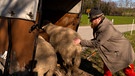 Schafe  müssen in den Anhänger | Bild: Bayerischer Rundfunk 2024