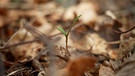 Junge Pflanze im Wald | Bild: Bayerischer Rundfunk 2024