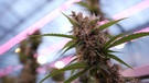 Cannabis-Legalisierung: Bayern, Bier – und Gras? | Bild: Bayerischer Rundfunk 2023
