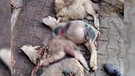 Keine Hilfe für Geschädigten - Hunde reißen 66 Schafe | Bild: Bayerischer Rundfunk 2023