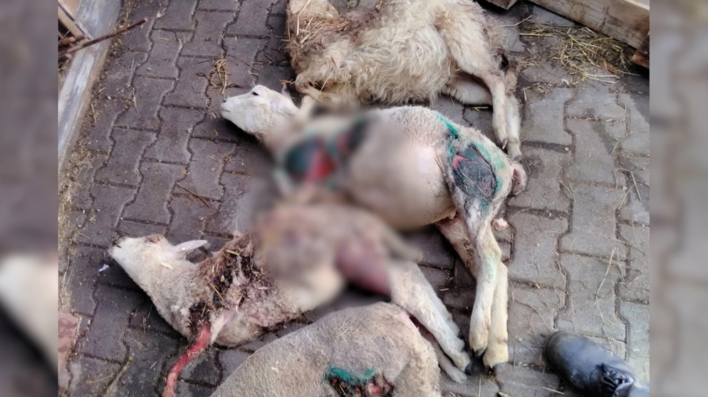 Keine Hilfe für Geschädigten - Hunde reißen 66 Schafe | Bild: Bayerischer Rundfunk 2023