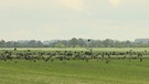 Krähenschwarm über einem Feld mit jungen Maispflanzen | Bild: Bayerischer Rundfunk 2023