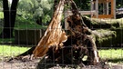 Ahorn erschlägt Kleinkind - Baumkontrolleur vor Gericht | Bild: Bayerischer Rundfunk 2023