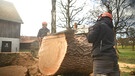 Zwei Männer arbeiten mit einer großen Säge an einem Baum | Bild: Bayerischer Rundfunk 2023