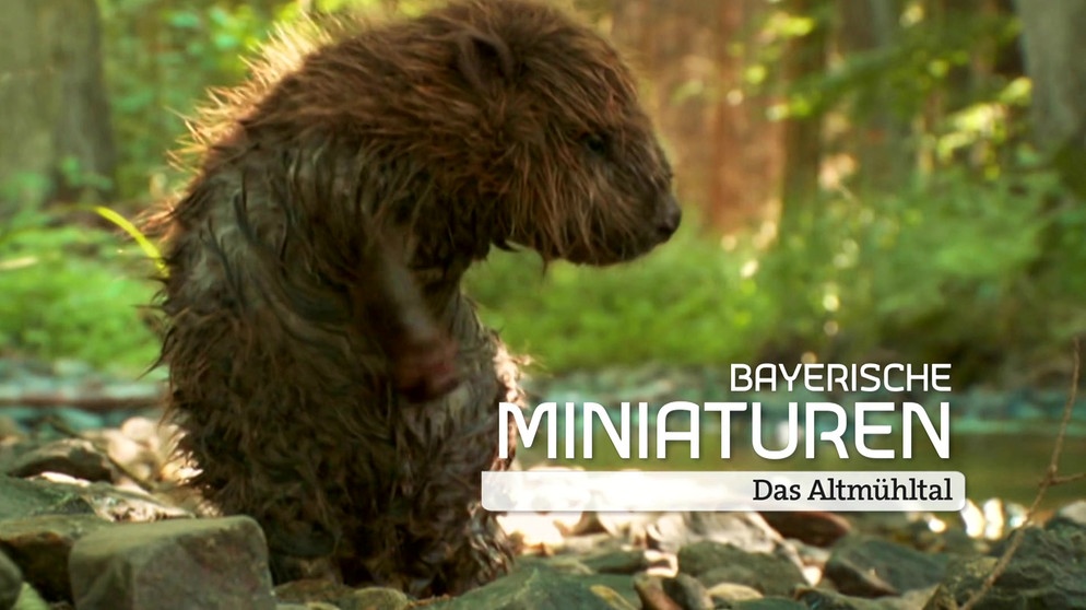 Biber mit Schriftzug | Bild: Bayerischer Rundfunk