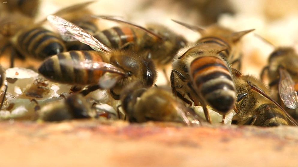 Bienen | Bild: Bayerischer Rundfunk
