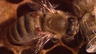 Biene mit Varroamilben. | Bild: Bayerischer Rundfunk