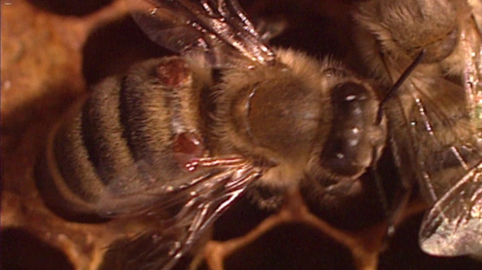 Biene mit Varroamilben. | Bild: Bayerischer Rundfunk