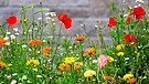 Farbenfrohe Blumenwiese mit verschiedenen Blumen vor einer Mauer als Hintergrund. | Bild: picture alliance | Werner Thoma