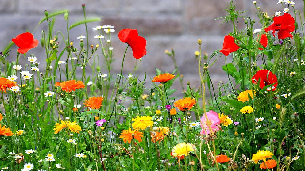 Farbenfrohe Blumenwiese mit verschiedenen Blumen vor einer Mauer als Hintergrund. | Bild: picture alliance | Werner Thoma