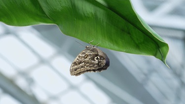 Schmetterling auf Blatt | Bild: BR Fernsehen
