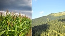 CO₂-Bilanz Mais und Wald | Bild: Bayerischer Rundfunk