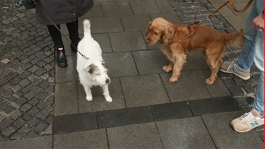 Hund schaut in die Kamera | Bild: BR Fernsehen