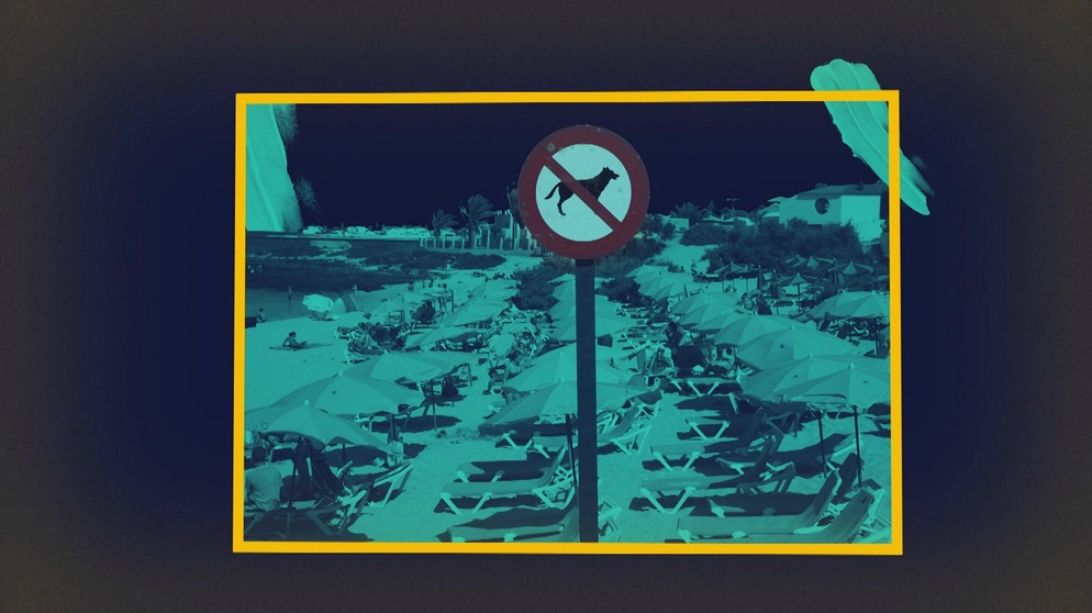 Hundeverbotsschild, im Hintergrund Strandliegen, Symbolbild | Bild: Bayerischer Rundfunk