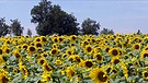 Anbau von Sonnenblumenkernen in Bayern | Bild: Bayerischer Rundfunk