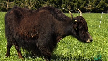 Exotische Nutztiere in Bayern - Yaks in Taufkirchen | Bild: Bayerisches Fernsehen