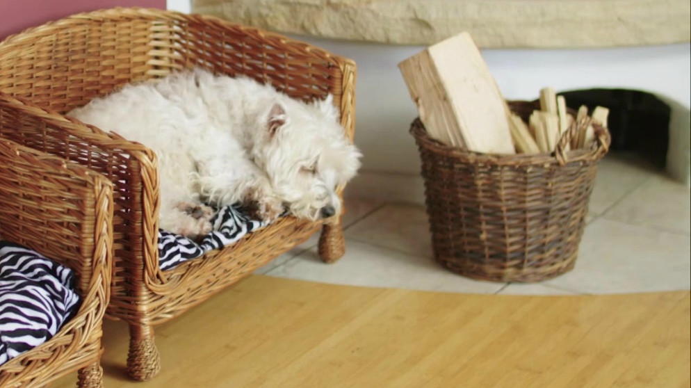 schlafender Hund in seinem Körbchen | Bild: Bayerischer Rundfunk