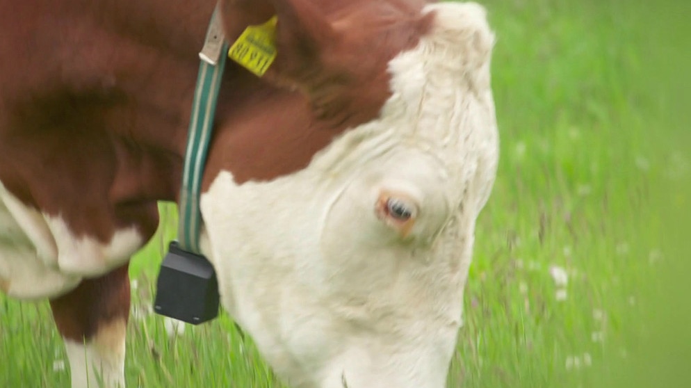 GPS-Sender am Hals einer Kuh | Bild: Bayerischer Rundfunk