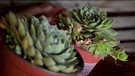 Dahoam is Dahoam: Kathi pflanzt in ihrem Videoblog "Dahoam in Bayern" einen Hauswurz. | Bild: Bayerischer Rundfunk