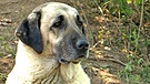 Herdenschutzhund Spanischer Mastiff | Bild: Bayerischer Rundfunk