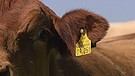 Kuh mit Ohrmarke | Bild: Bayerischer Rundfunk