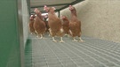 Hühner auf der Hühnerbrücke | Bild: Bayerischer Rundfunk