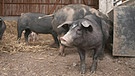 Schweine im Stall | Bild: Bayerischer Rundfunk
