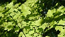 Blätter an einem Baum | Bild: Bayerischer Rundfunk