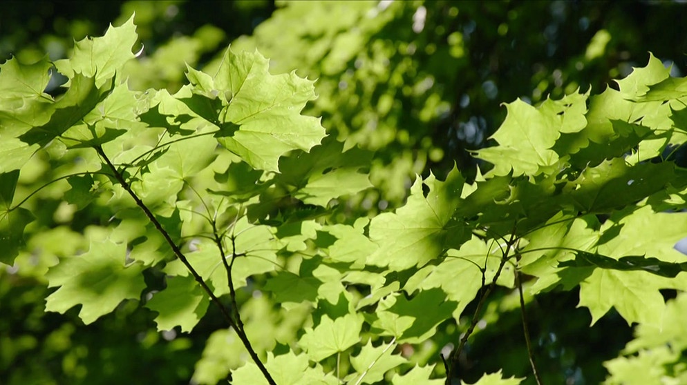 Blätter an einem Baum | Bild: Bayerischer Rundfunk