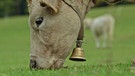 Ehrenrettung Kuh | Bild: Bayerischer Rundfunk
