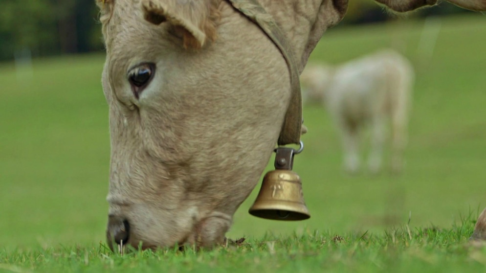 Ehrenrettung Kuh | Bild: Bayerischer Rundfunk
