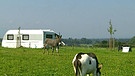 Landvergnügen: Camping am Bauernhof | Bild: Bayerischer Rundfunk
