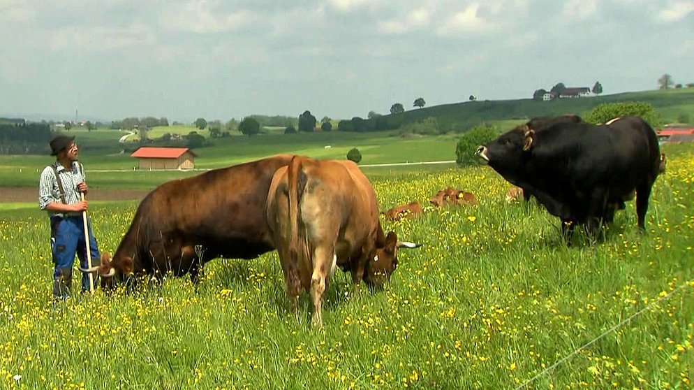 Murnau-Werdenfelser-Rinder auf der Weide | Bild: Bayerischer Rundfunk