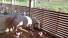 Ein neuer Stall für Öko-Schweine | Bild: Bayerischer Rundfunk