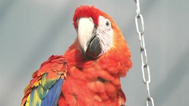 Ein Papagei blickt umher | Bild: BR Fernsehen