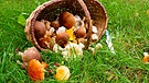Pilze finden leicht gemacht | Bild: colourbox.com